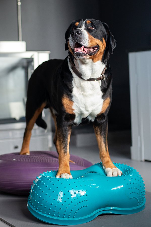 Dierfysiotherapie Hond